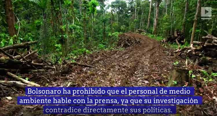 El Amazonas se deforesta un equivalente a una cancha de fútbol por minuto