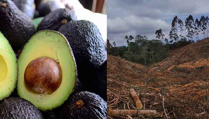 Monocultivos Salento daño ambiental