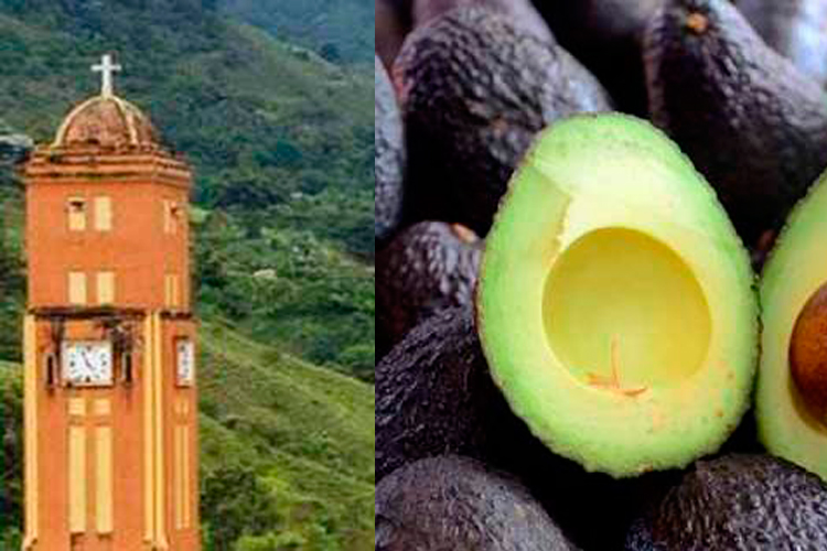 Aguacate Hass Palma de Cera Pijao