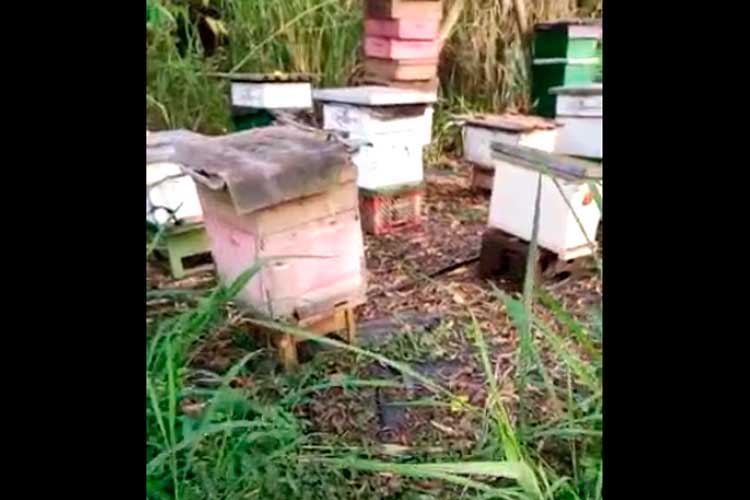 mortandad abejas Quindío