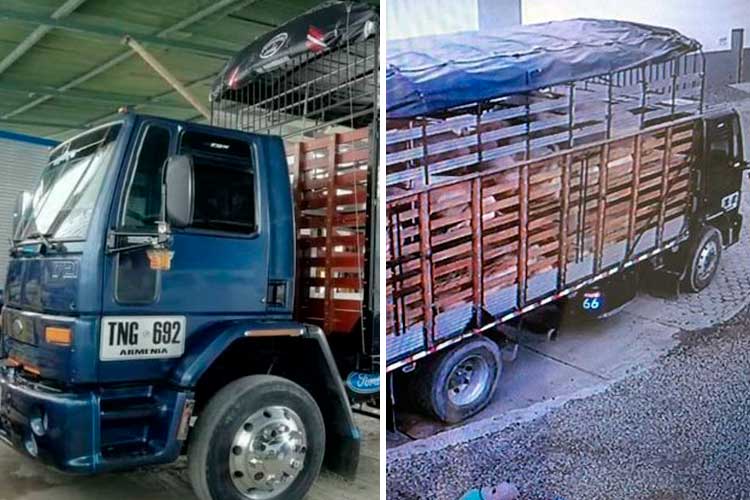 Se robaron camión con cerdos en Circasia, pero fue recuperado por la Policía