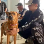 Armenia esterilización animal