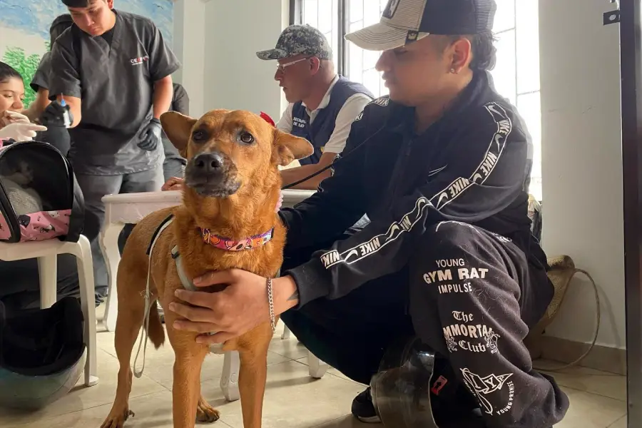 Armenia esterilización animal
