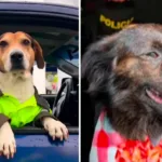 Perritos policía Quindío