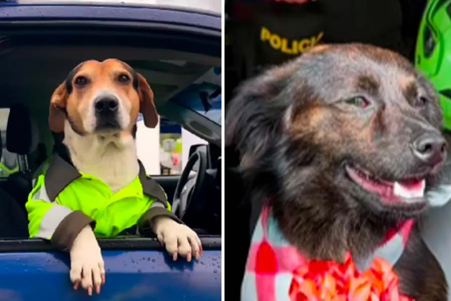 Perritos policía Quindío