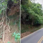 árboles en riesgo vía Quimbaya - Montenegro