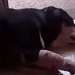 Sujeto disparó a perrita Calarcá