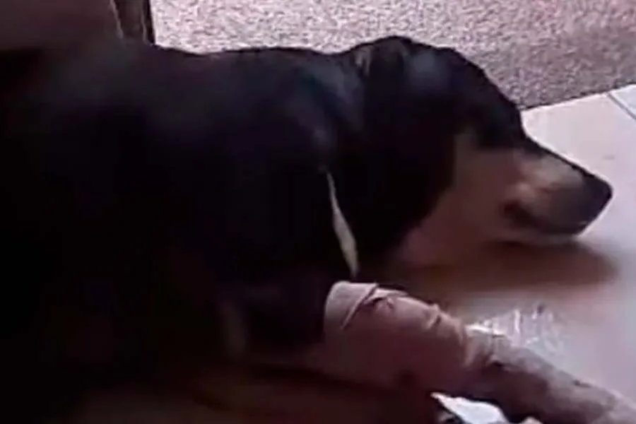 Sujeto disparó a perrita Calarcá