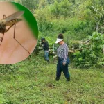 nuevas especies mosquito de malaria Génova Pijao