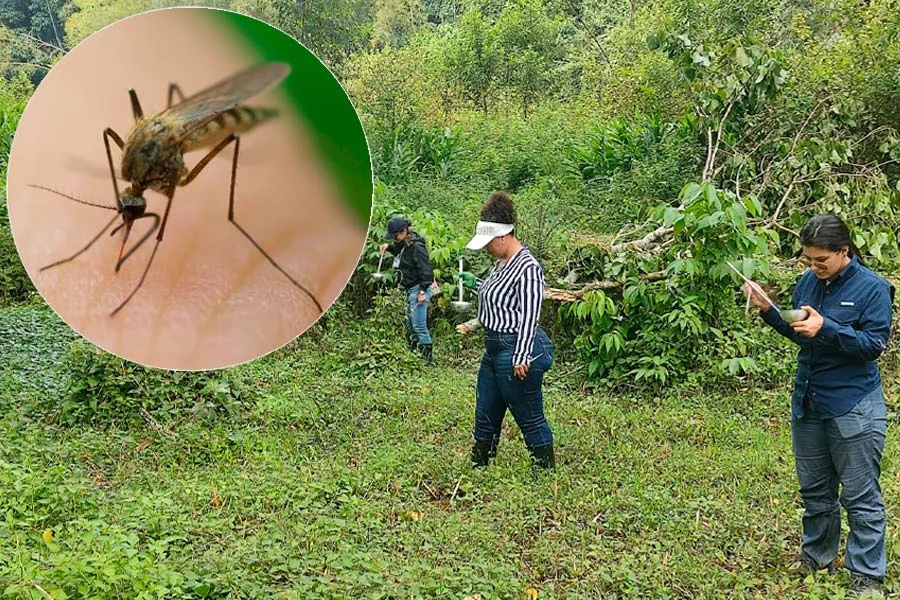 nuevas especies mosquito de malaria Génova Pijao