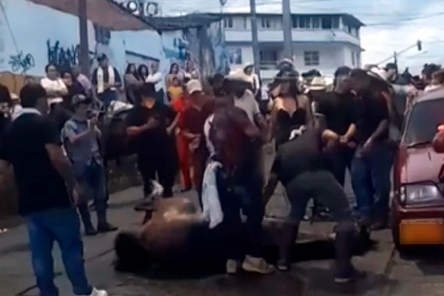 yegua se desplomó en cabalgata de Calarcá