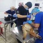 Peluditos de calle atención veterinaria
