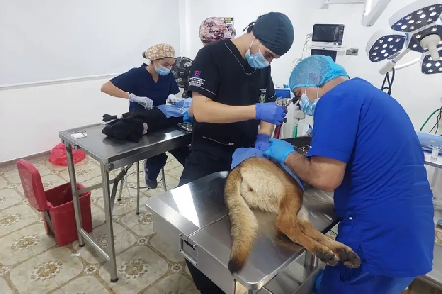 Peluditos de calle atención veterinaria