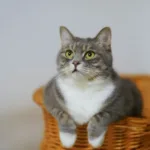 alimentar a tu gato