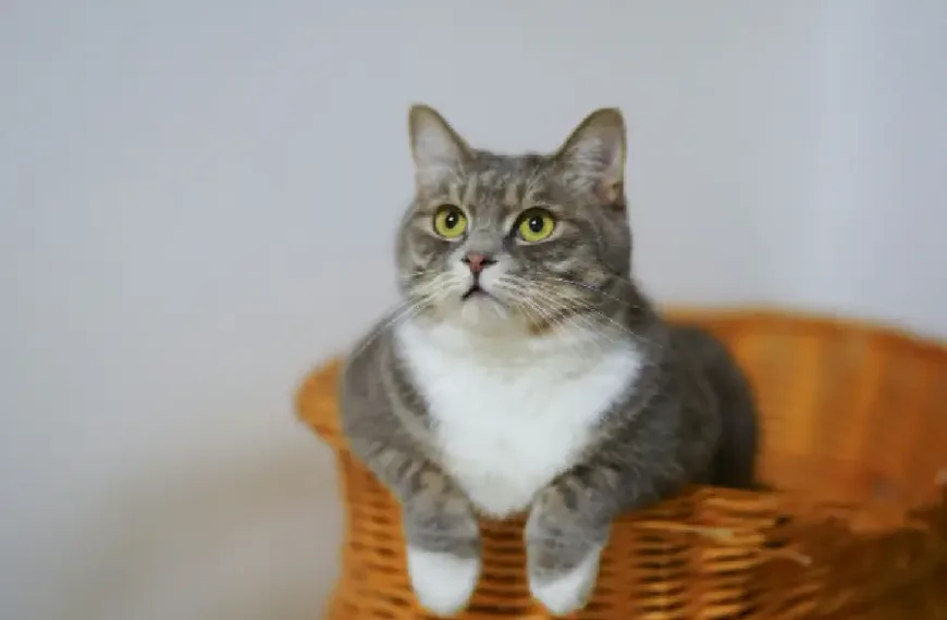 alimentar a tu gato