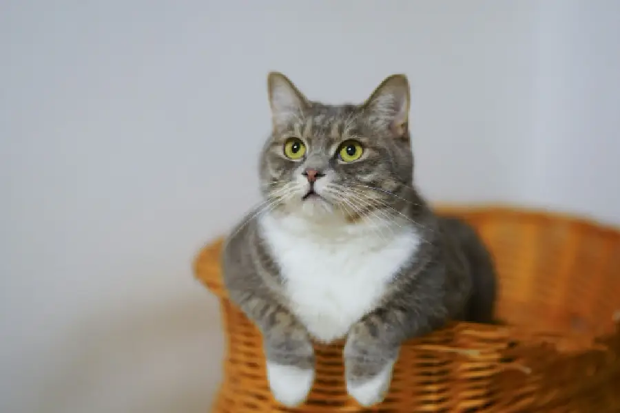 alimentar a tu gato
