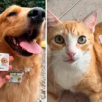 Cédula para mascotas en Colombia