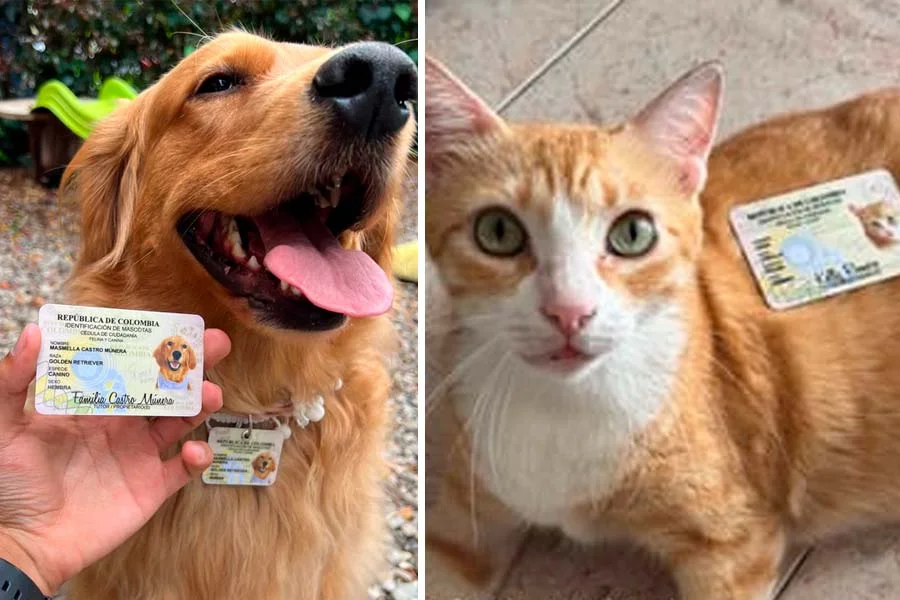 Cédula para mascotas en Colombia