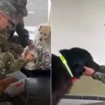 Octava Brigada Quindío protege a perros rescatados