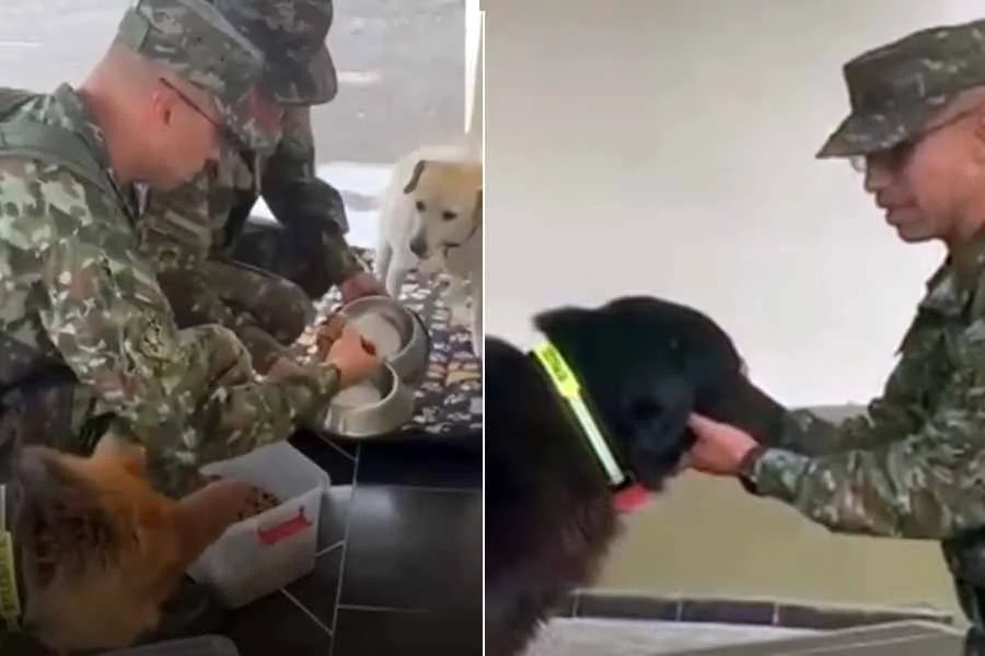 Octava Brigada Quindío protege a perros rescatados