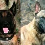 Telmo y Lester cayeron en el ataque al helicóptero