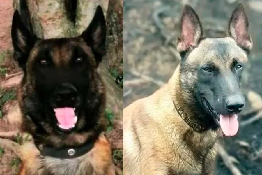 Telmo y Lester cayeron en el ataque al helicóptero