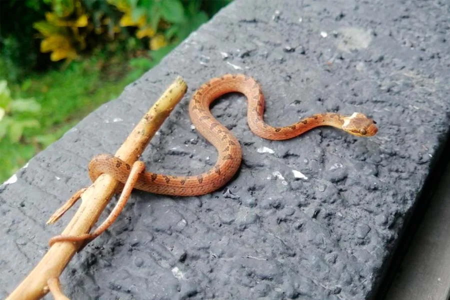 mordedura de serpiente en Salento
