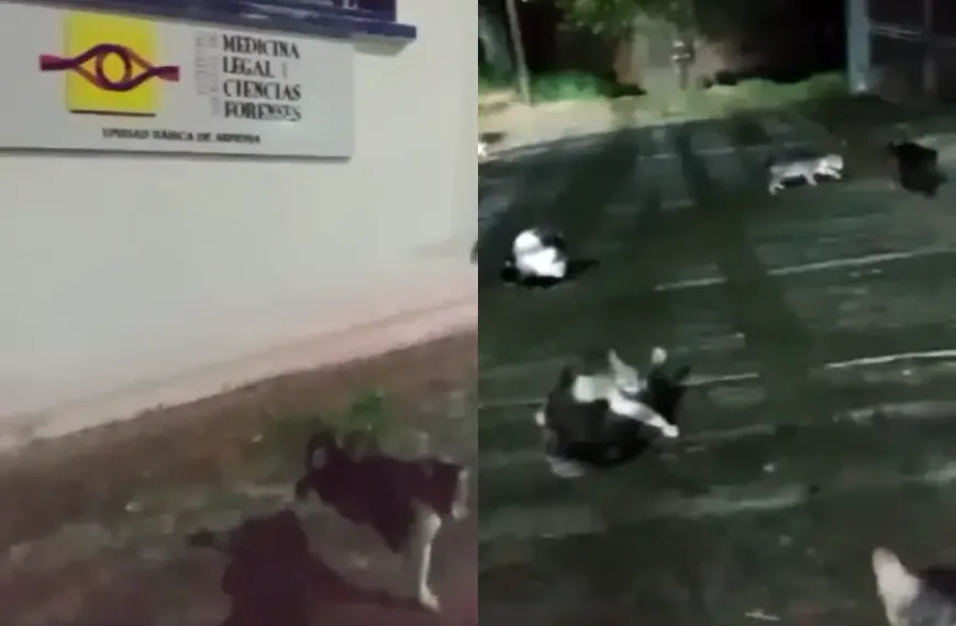 Gatos morgue Calarcá
