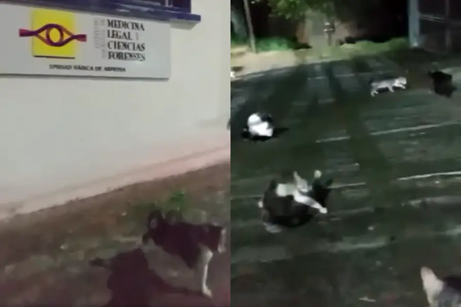 Gatos morgue Calarcá