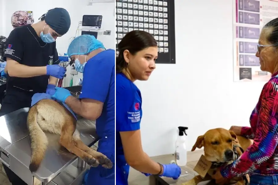 Peluditos vulnerables Quindío atención gobernación universidad von Humboldt