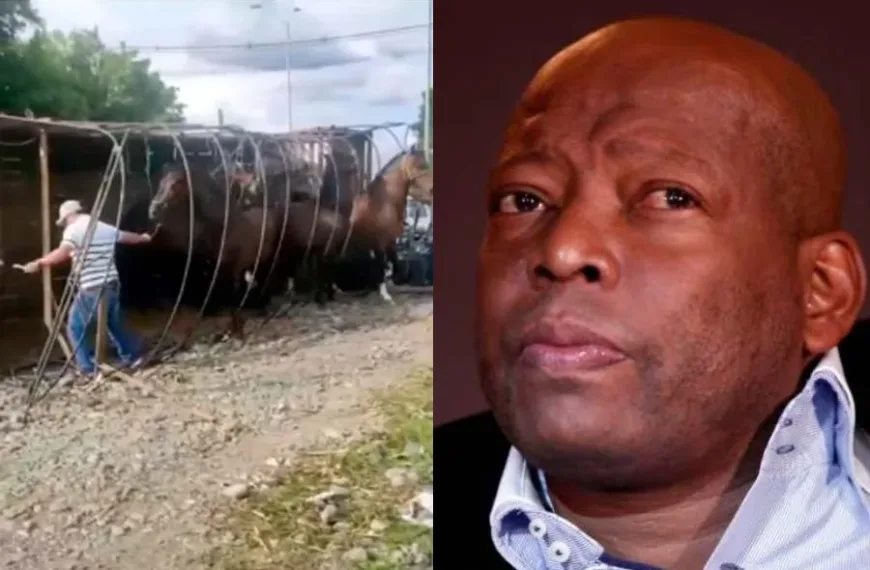 Se volcó camión con los caballos del Tino Asprilla en Tuluá