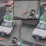 muerte perrita arrollada camioneta gas calarcá