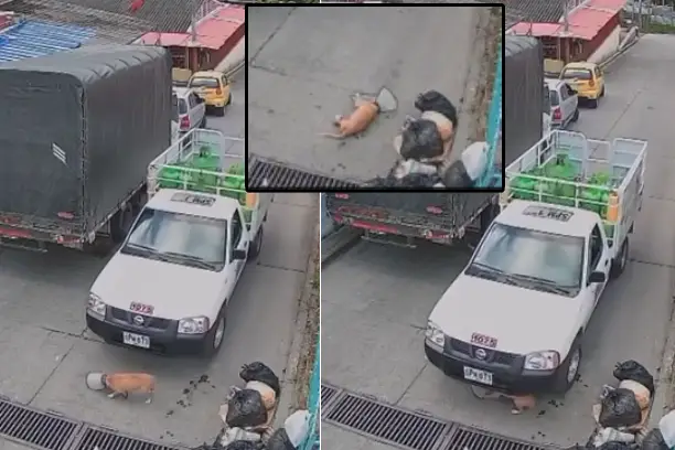 muerte perrita arrollada camioneta gas calarcá